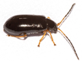 Luperus longicornis